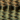 Swamp